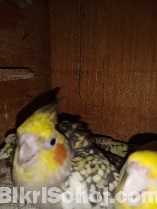 Cocktail breeding pair with egg